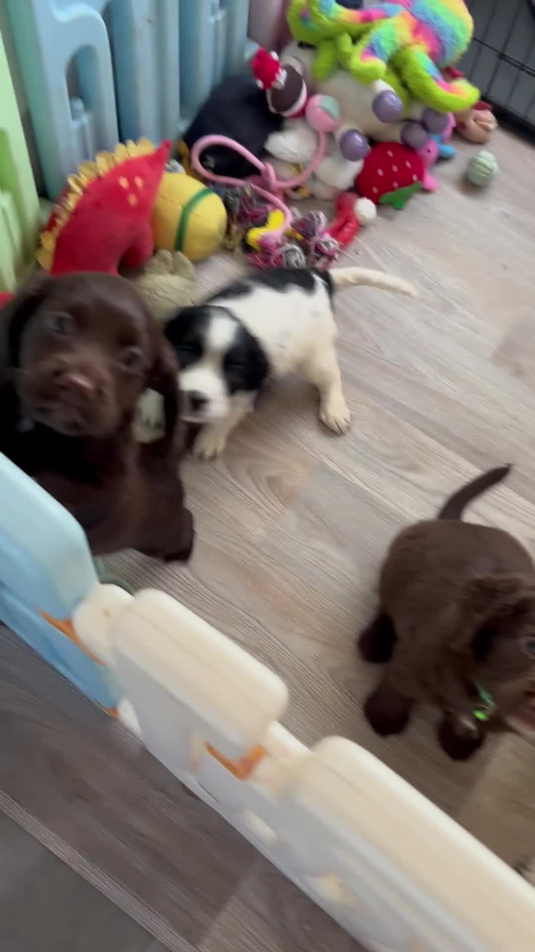 Sprocker dogs for sale: Chocolate Chunky sprocker puppies  - Video 3