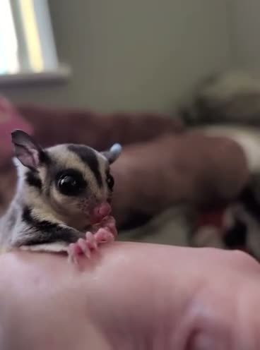 Sugar Glider rodents for sale: Two Sugar Glider babies with lineage - Video 3