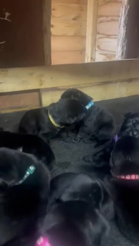 Mixed Breed dogs for sale: Schnotties - Video 1