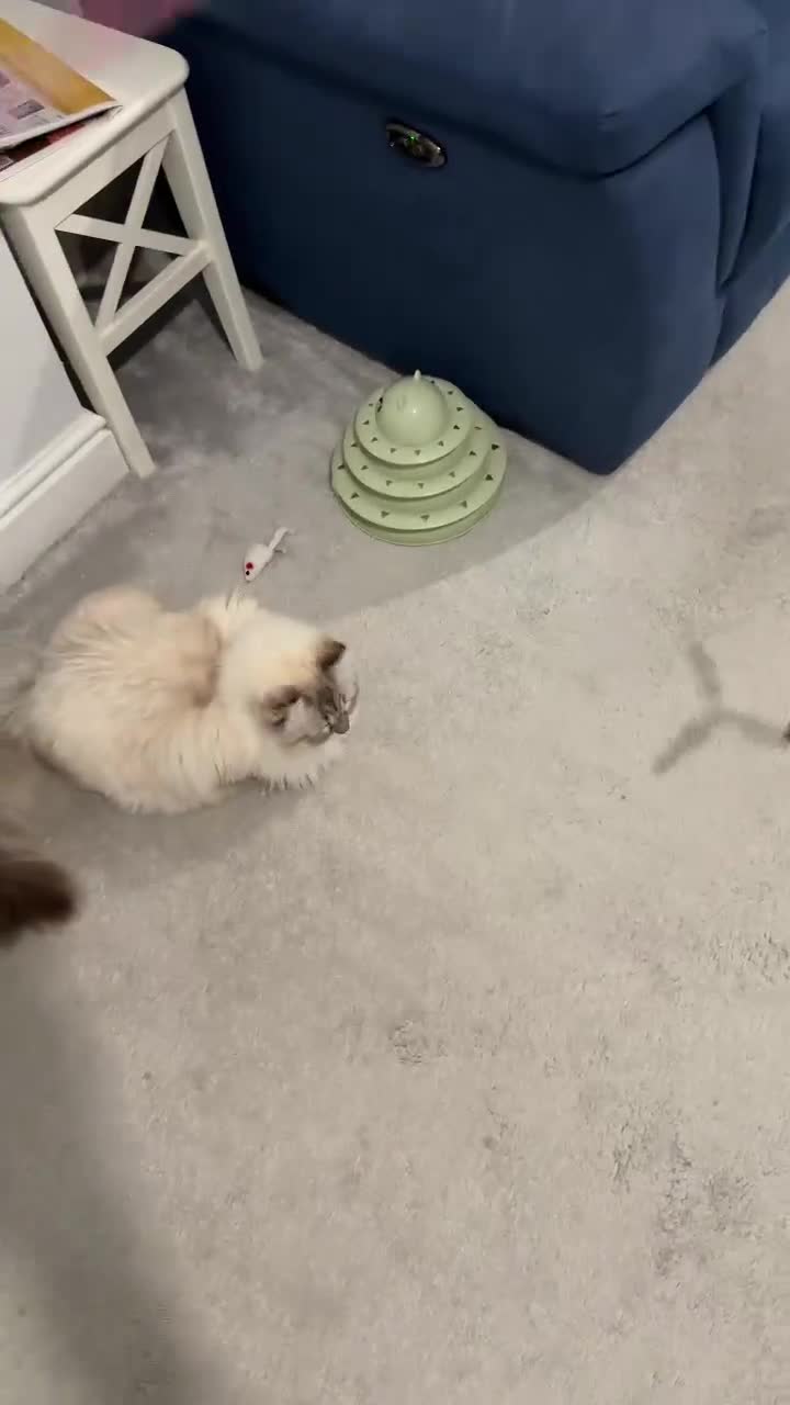 Siberian cats for sale: GCCF Registered Siberian Neva Masquerade Kittens - Video 2