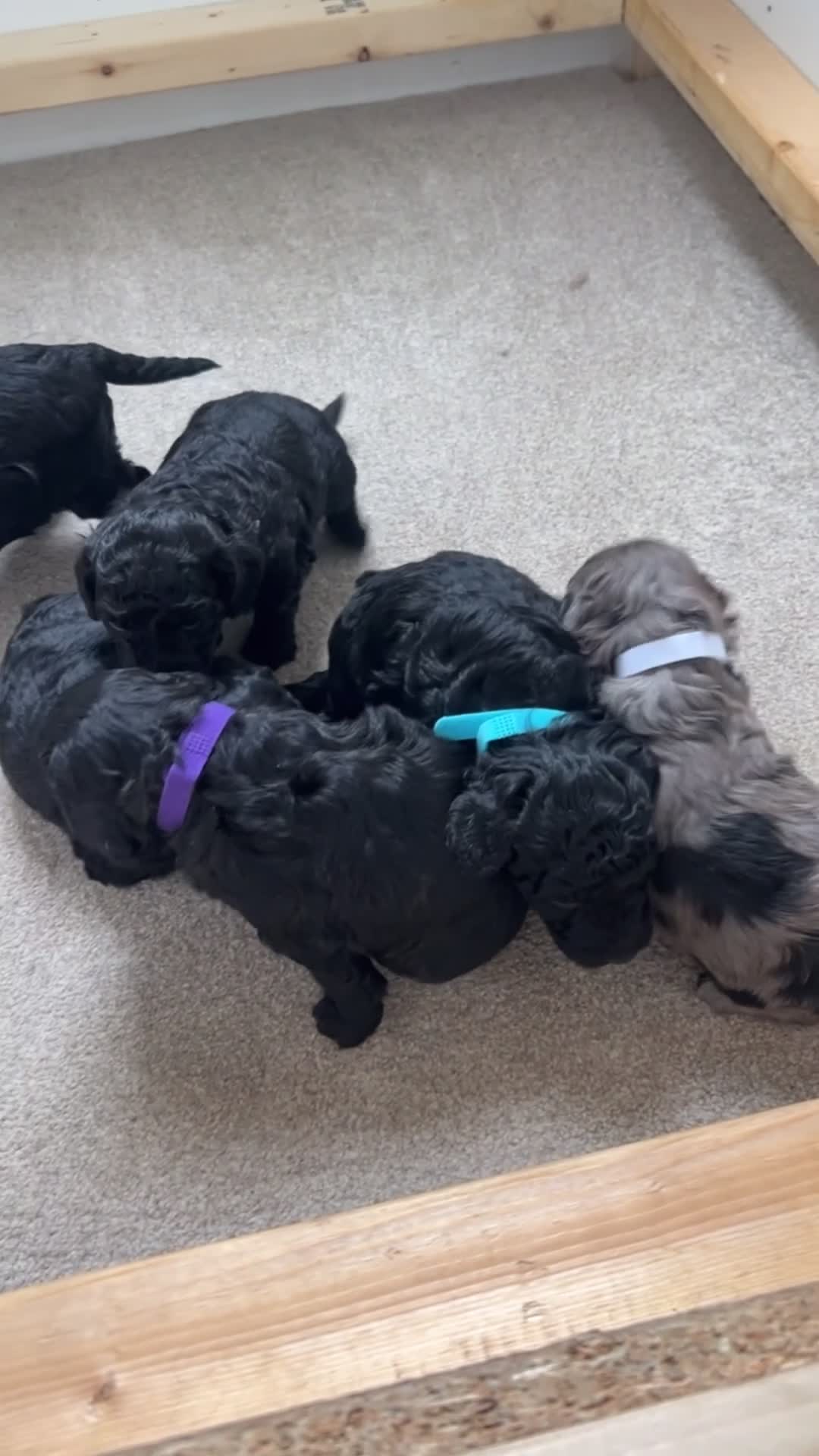 Cockapoo dogs for sale: Beautiful F1b cockapoo pups - Video 1