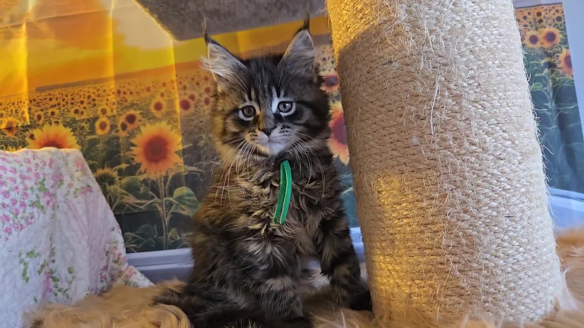 Maine Coon cats for sale: Gorgeous GCCF Maine Coons poss Active - Video 1