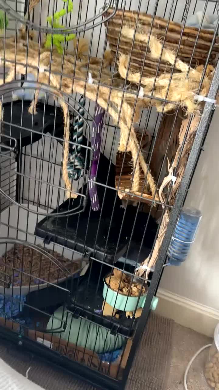 Rat rodents for sale: Loving Home needed in Weymouth - Video 2