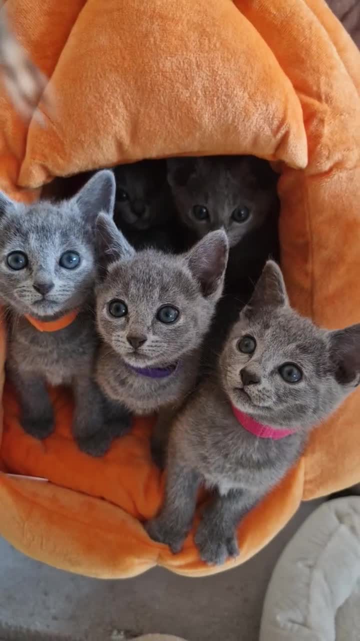 Russian Blue cats for sale: Pure Russian Blue kittens 💙  - Video 1