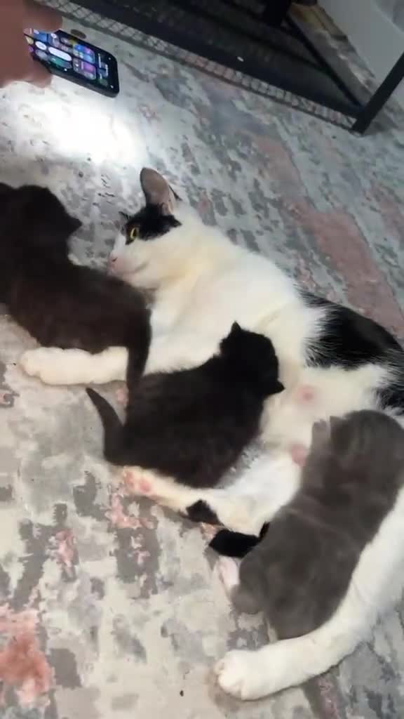 British Shorthair cats for sale: British Shorthair Cross - Video 1