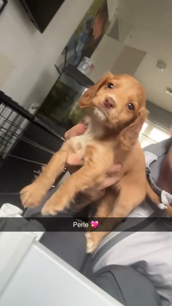 Cocker Spaniel dogs for sale: 3 stunning cocker spaniels  - Video 2