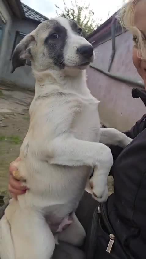 Mixed Breed dogs for adoption: ❤️🐾TITTO  THIS TIME, HIS HOME MUST BE FOREVER🐾❤️ - Video 5