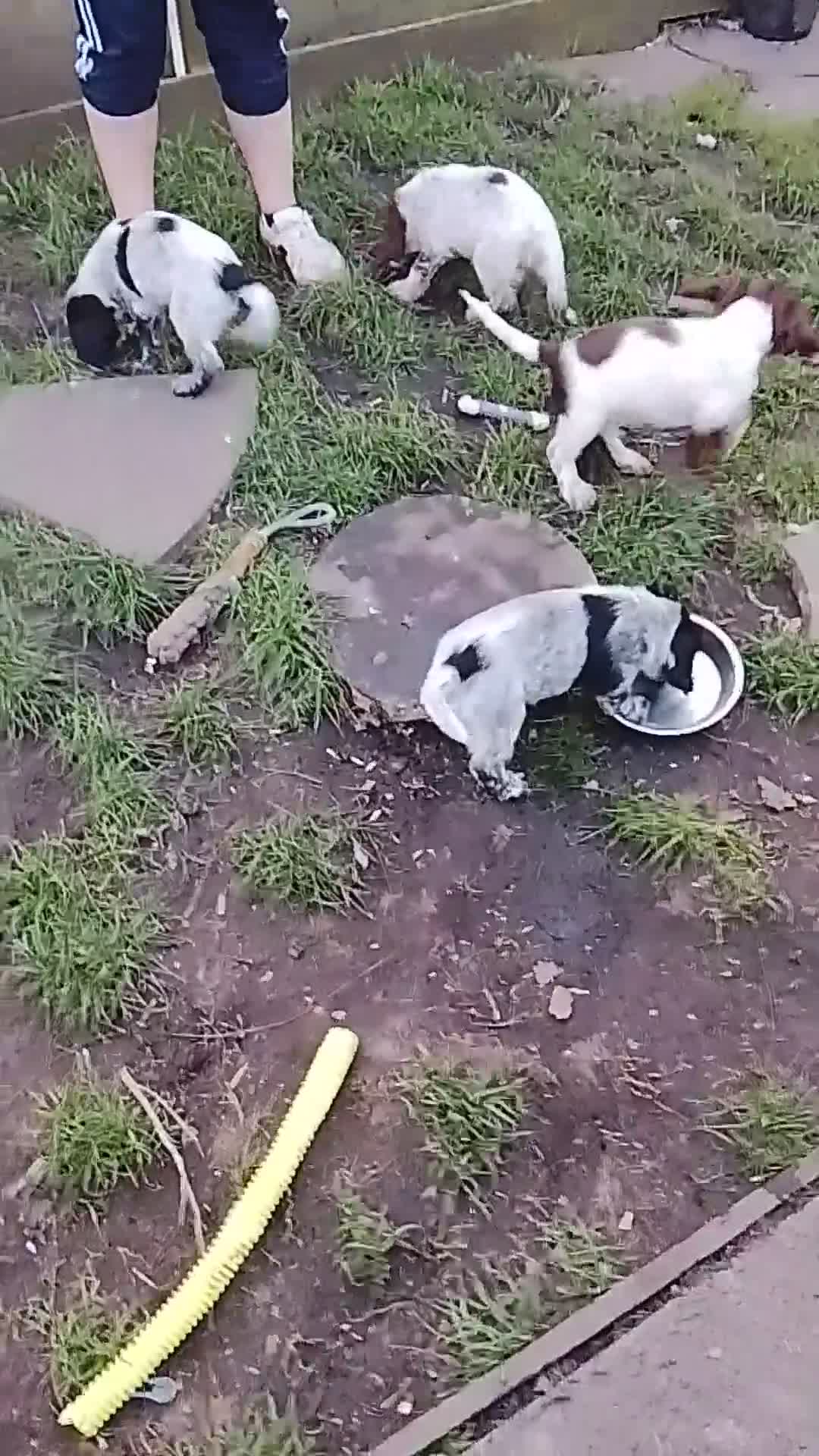 Sprocker dogs for sale: Sprocker spaniel puppies  - Video 1