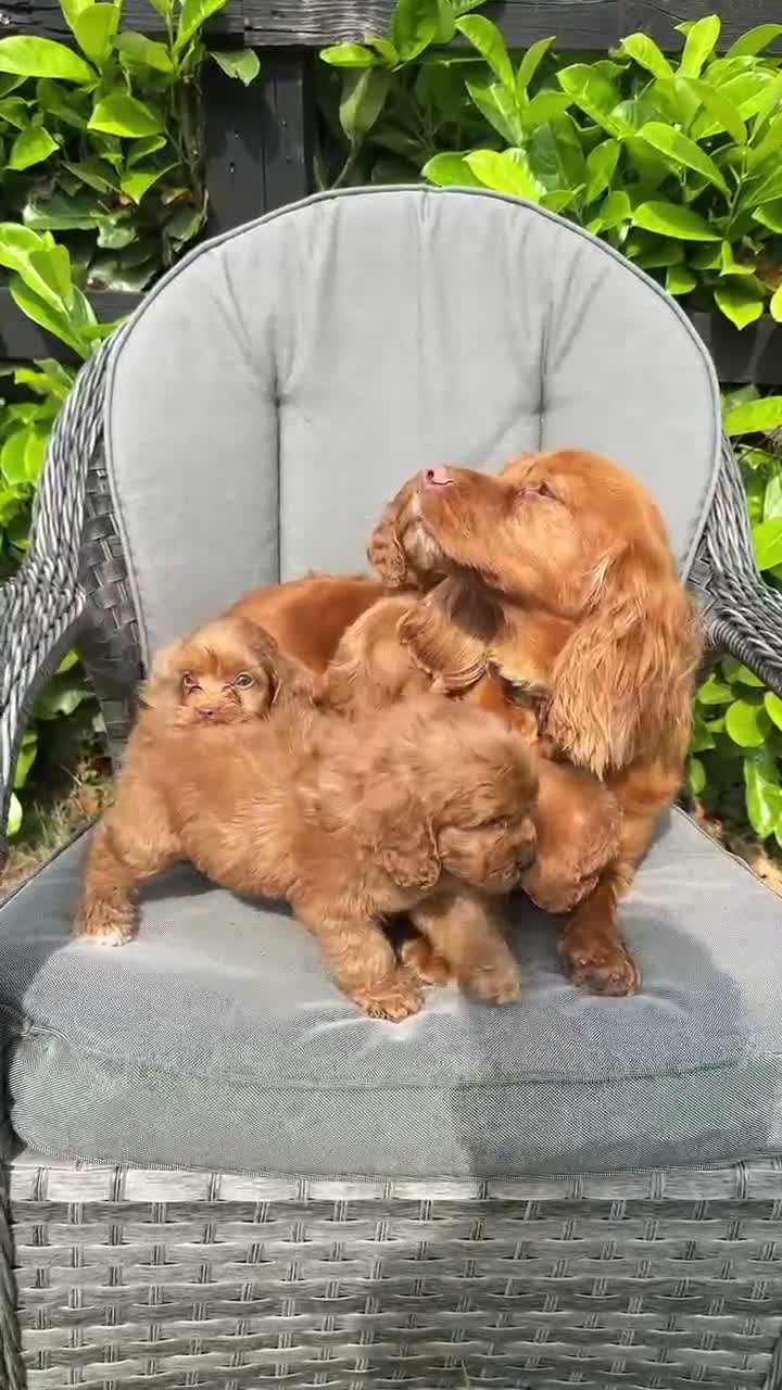 Cockapoo dogs for sale: Red cockapoo puppies  - Video 1