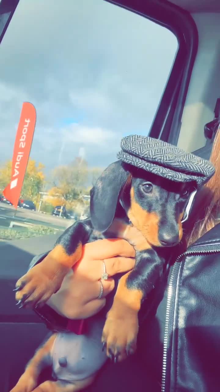 Miniature Dachshund dogs for sale: Mini dashound  - Video 1