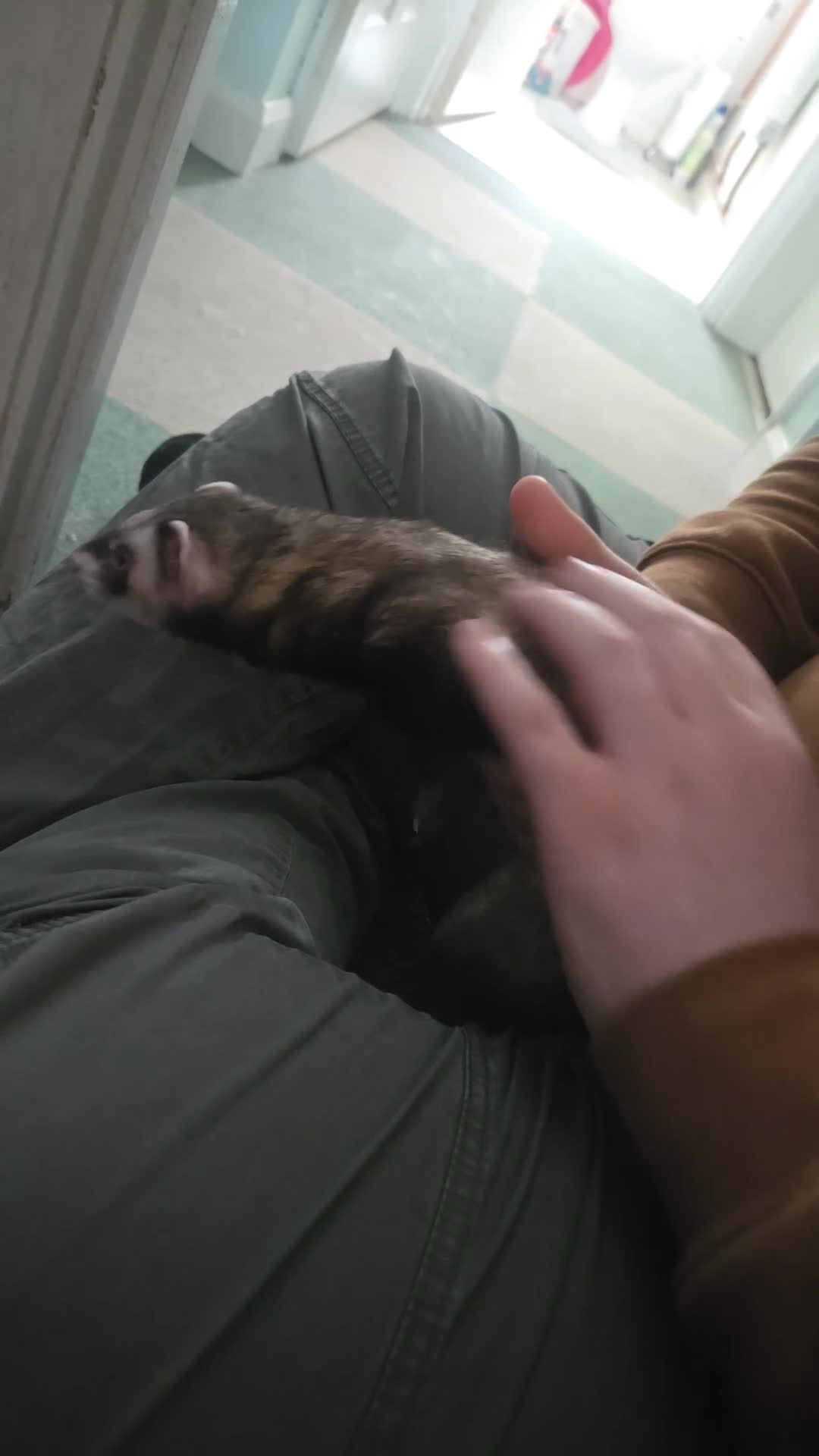Ferret rodents for sale: One female ferret with cage (area pembrokeshire) in Pembroke Dock - Video 2