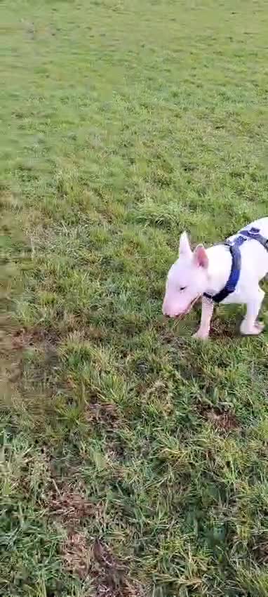 English Bull Terrier dogs for stud: Axel englishbull terrier stud - Video 1