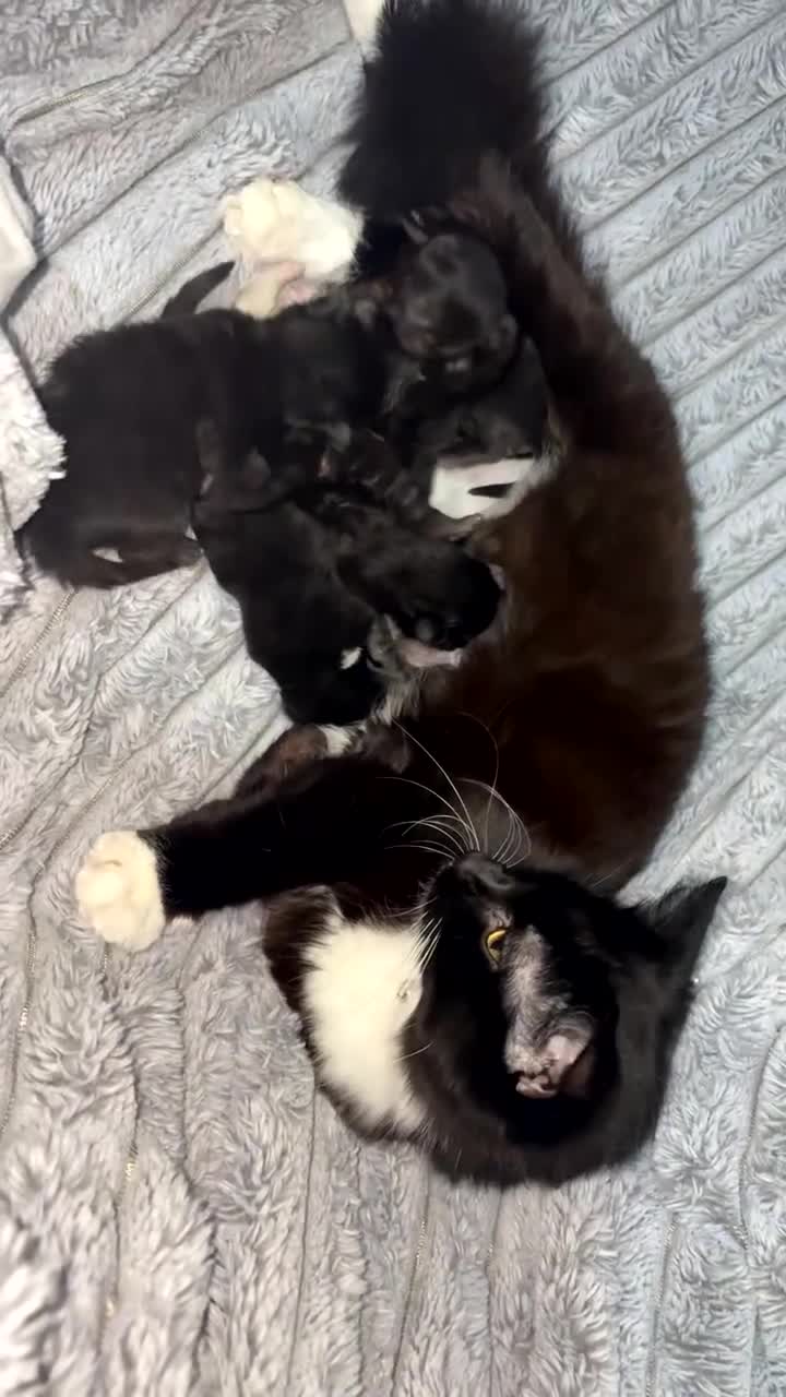 Mixed Breed cats for sale: 4 kittens for sale - Video 3