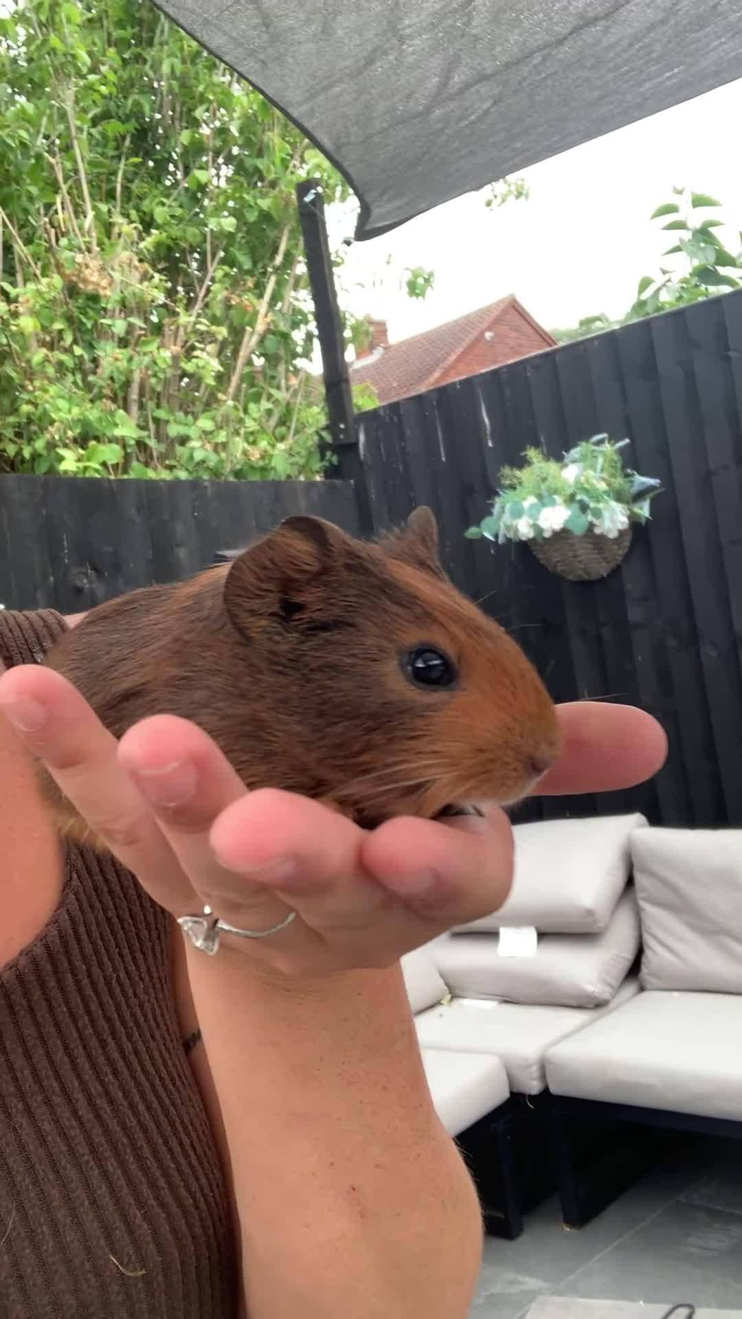 Guinea Pig rodents for sale: 1 male guinea pig - Video 1