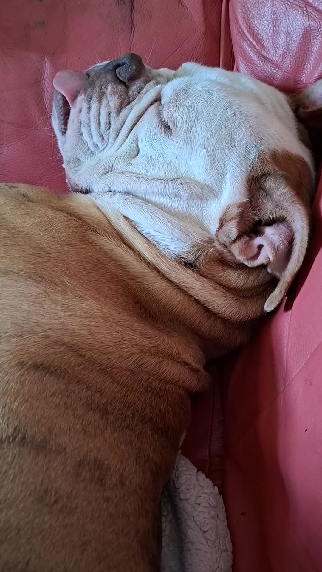 English Bulldog dogs for sale: Lovable Old English Bulldog seeks forever home in King's Lynn - Video 1