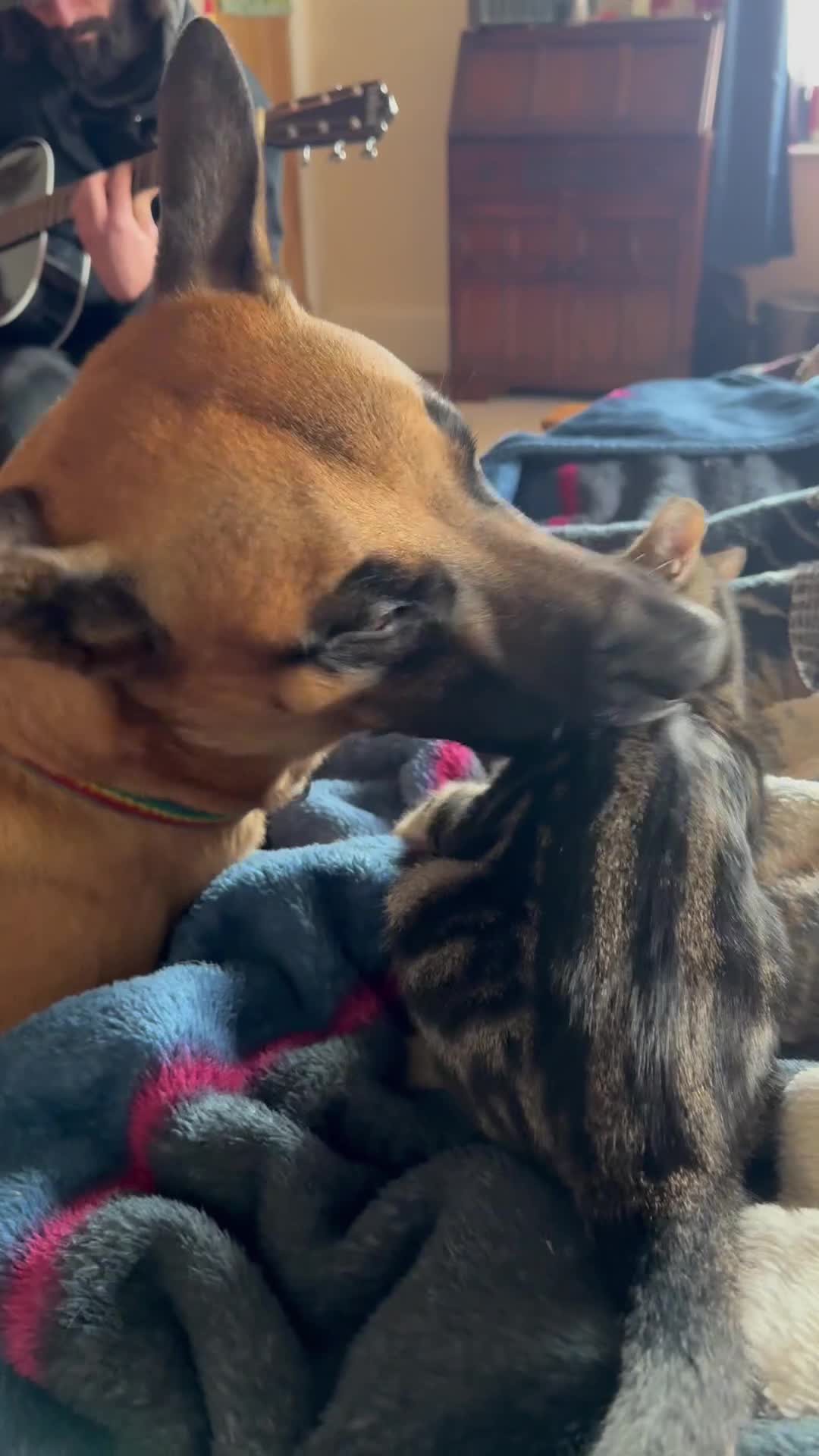 Belgian Shepherd Dog dogs for sale: Malinois Pups. Intentionally Bred as family dogs - Video 2