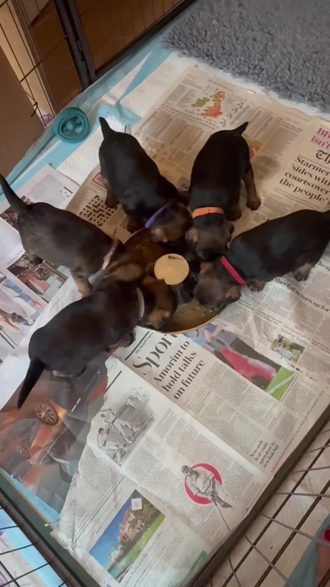 Border Terrier dogs for sale: Border Terrier KC Reg puppies - Video 1