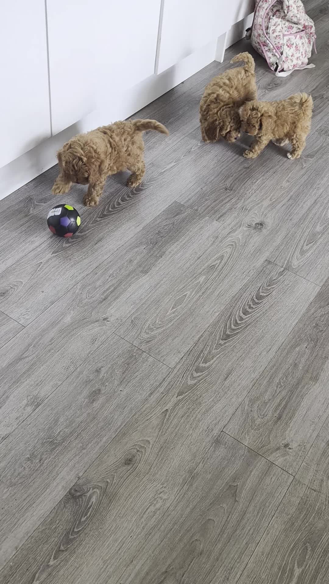 Cavapoo dogs for sale: ** Only 2 Left ** Adorable Red F1B Cavapoo puppies - Video 3