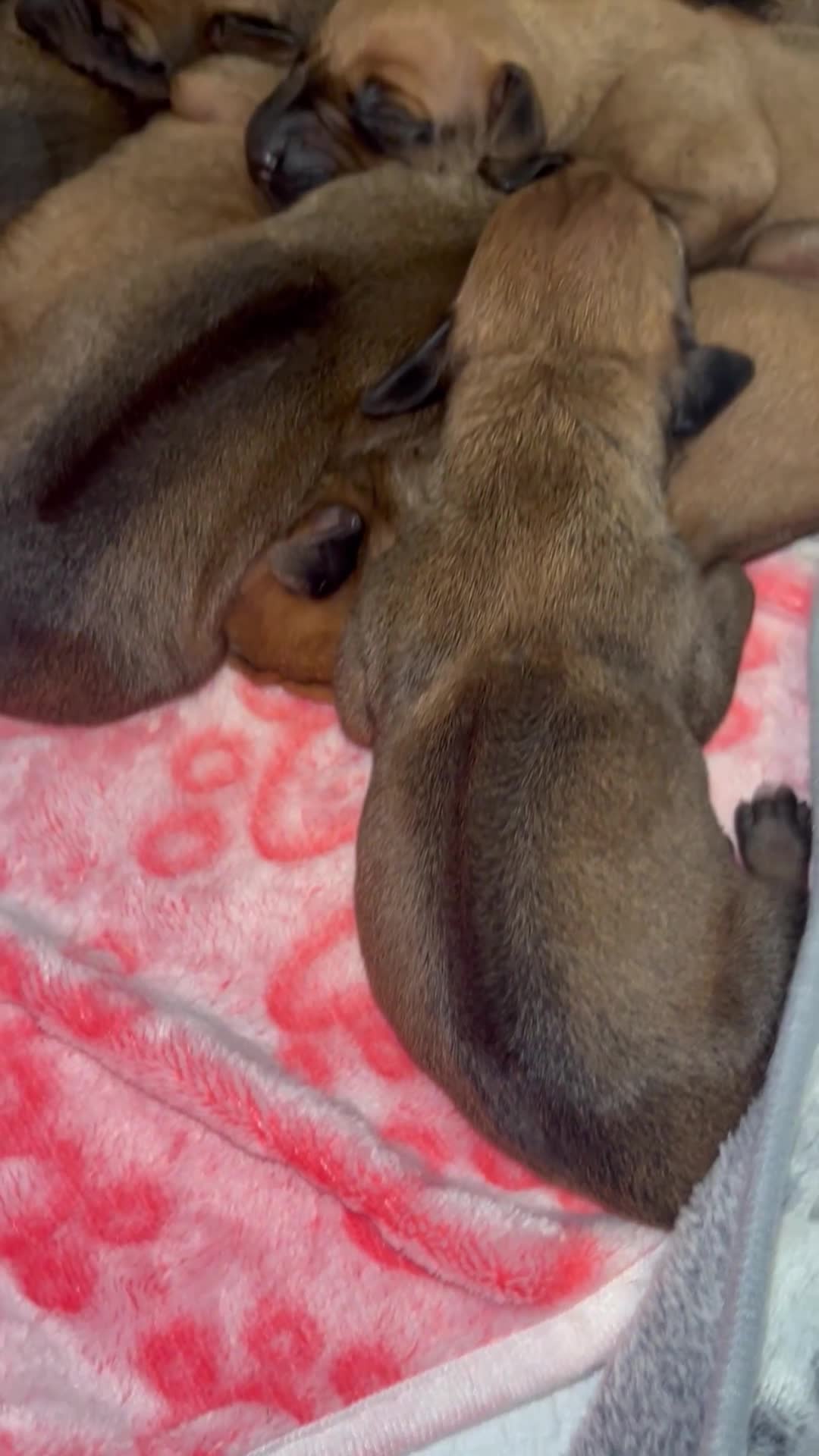Rhodesian Ridgeback dogs for sale: Masterpiece Litter: South African & European Lines - Video 1