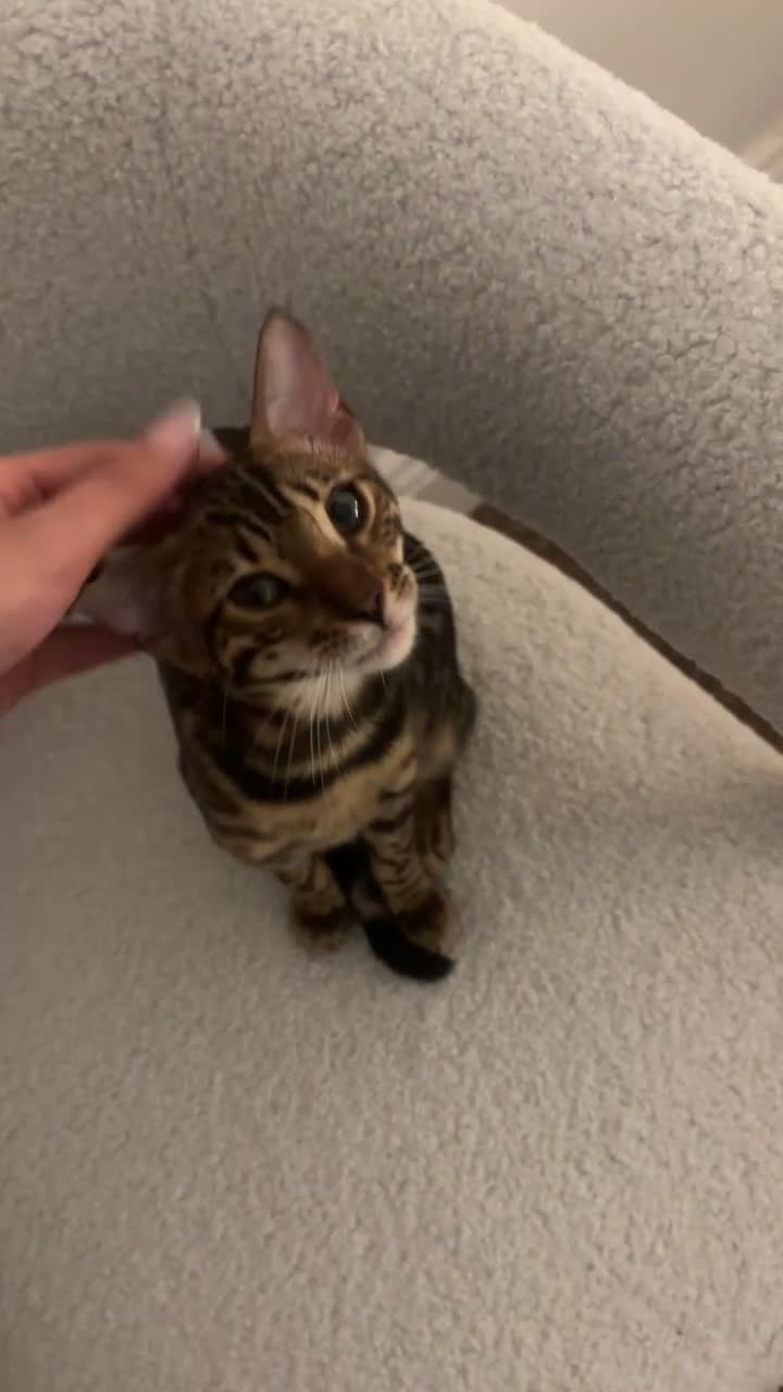 Bengal cats for sale: Beautiful Pure Bengal Female Kitten - Vaccinated  - Video 1