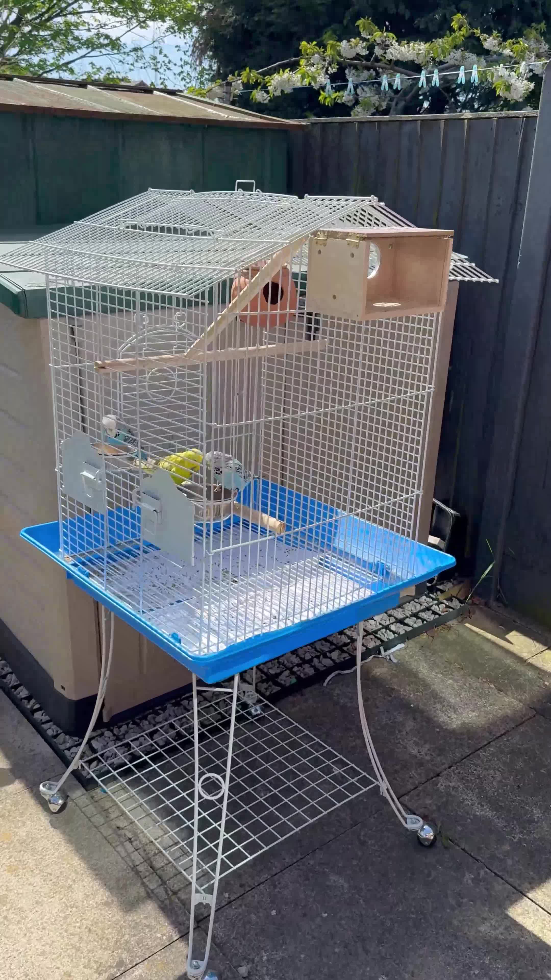 Budgerigars birds for sale: Budgies with full setup,8 months  - Video 1
