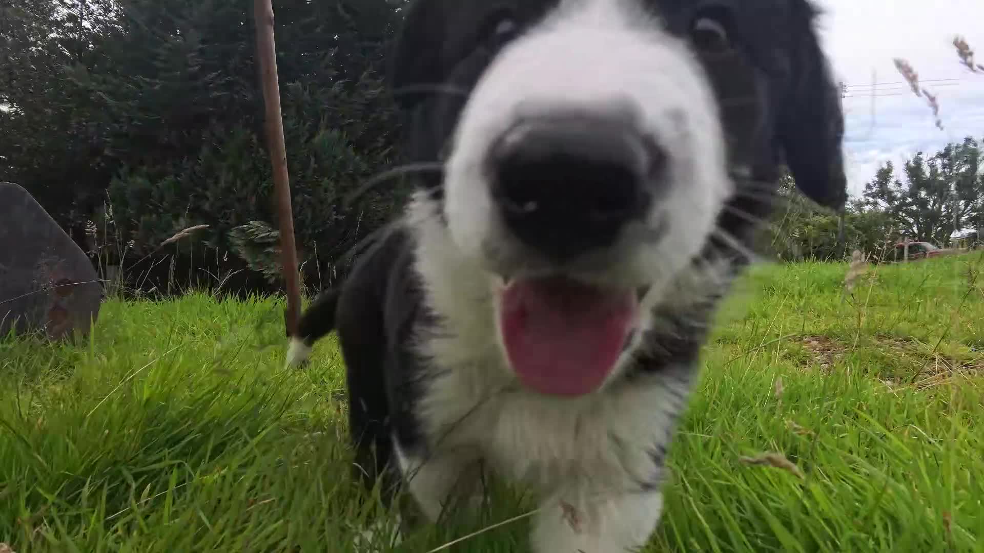 Border Collie dogs for sale: Border Collie Pups N/Wales - Video 1