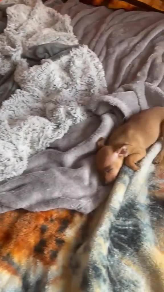 Miniature Pinscher dogs for sale: 🐾 Adorable Miniature Pinscher Puppies . - Video 2