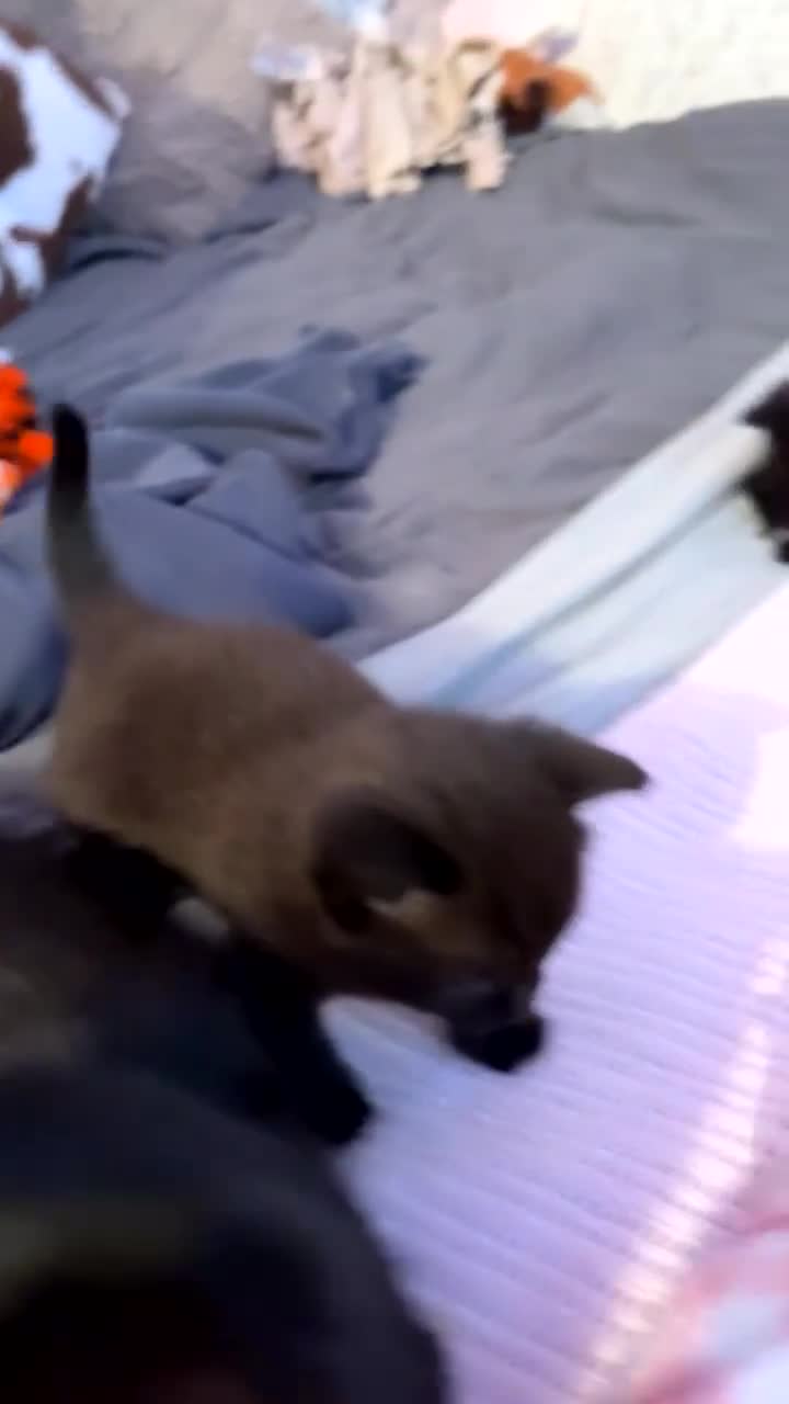 Domestic Shorthair cats for sale: 2 gorgeous kittens  - Video 1