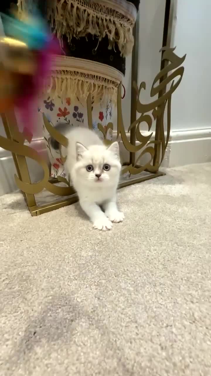 British Shorthair cats for sale: WHITE BSH kittens for sale - Video 4