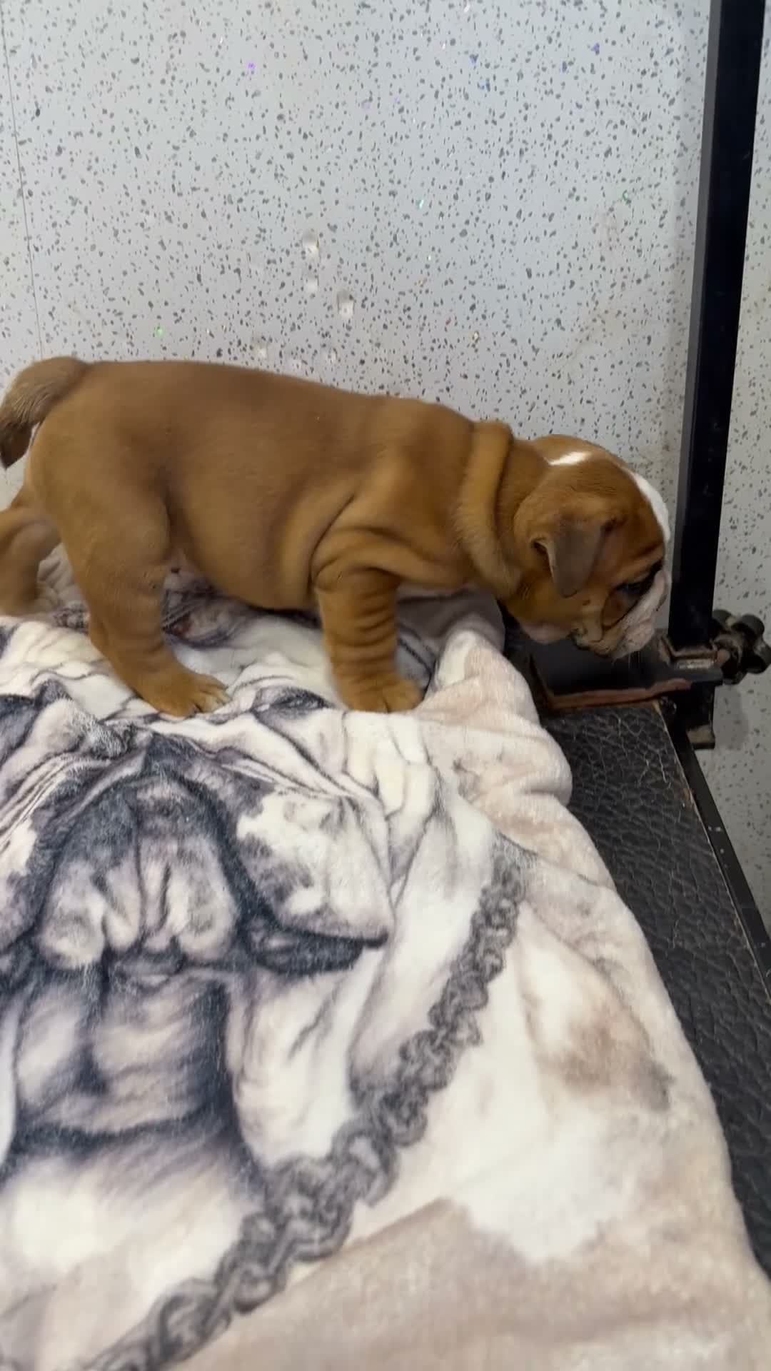 English Bulldog dogs for sale: Standard English bulldog  - Video 1