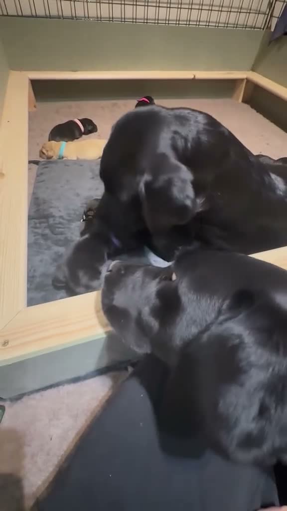 Labrador Retriever dogs for sale: KC Reg Labrador Pups-Exceptional Working Pedigree in Horsham - Video 1