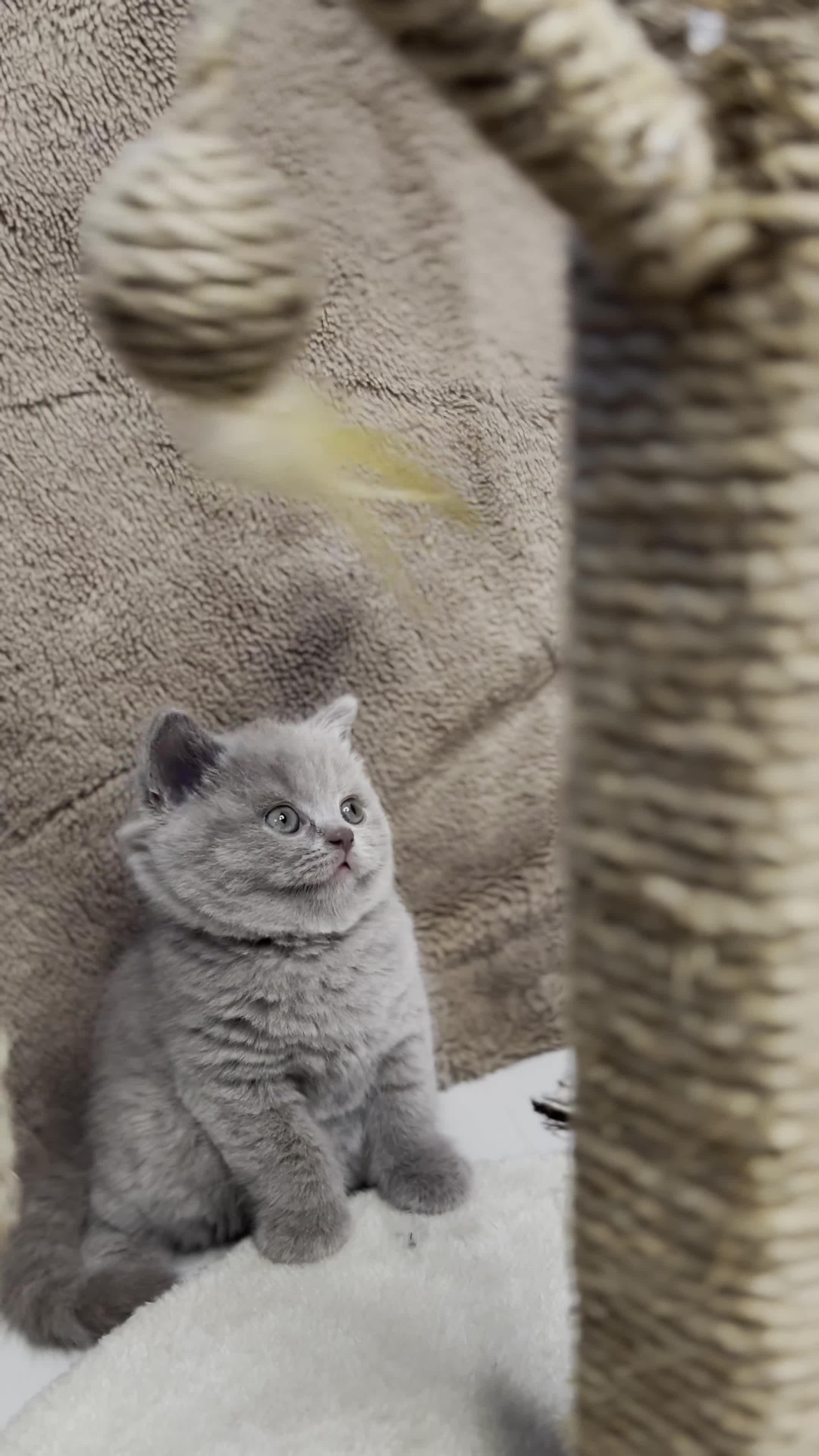 British Shorthair cats for sale: Last Female Lilac BSH TIKTOK FAMOUS  - Video 5