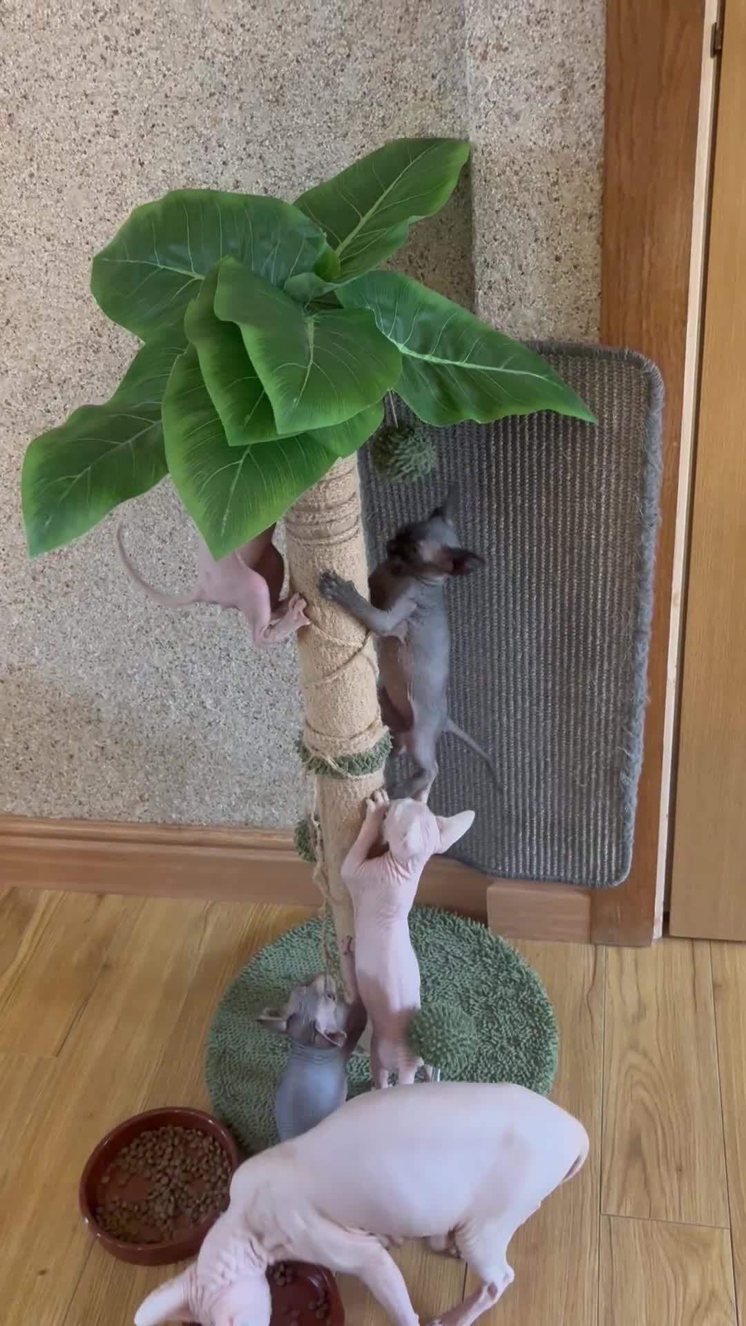Sphynx cats for sale: Unique Sphynx & Elf Sphynx Kittens for Sale😊 - Video 2