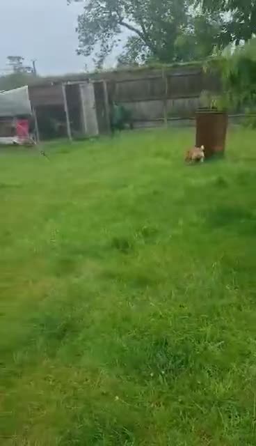 Jug dogs for adoption: One little Pug cross, One big heart in Kidderminster - Video 1
