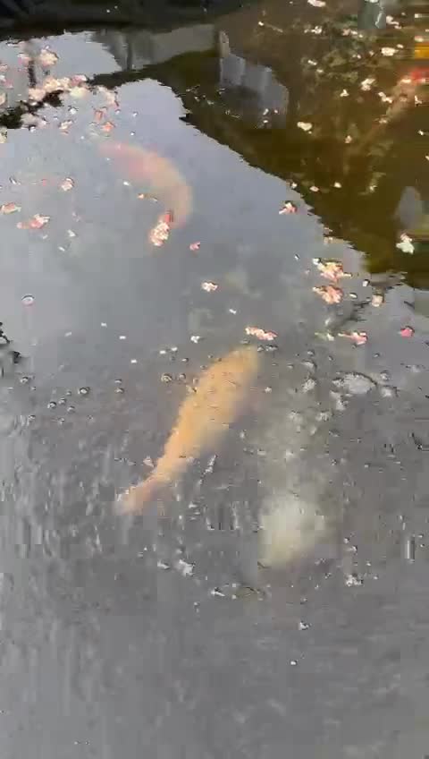 Koi Carp fish for sale: 8 x Koi Crap for Sale  - Video 1
