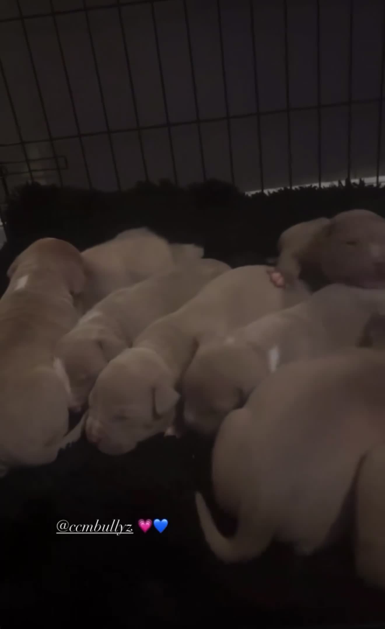 American Bully dogs for sale: 8 gorgeous American Bully pups 🐶 - Video 1