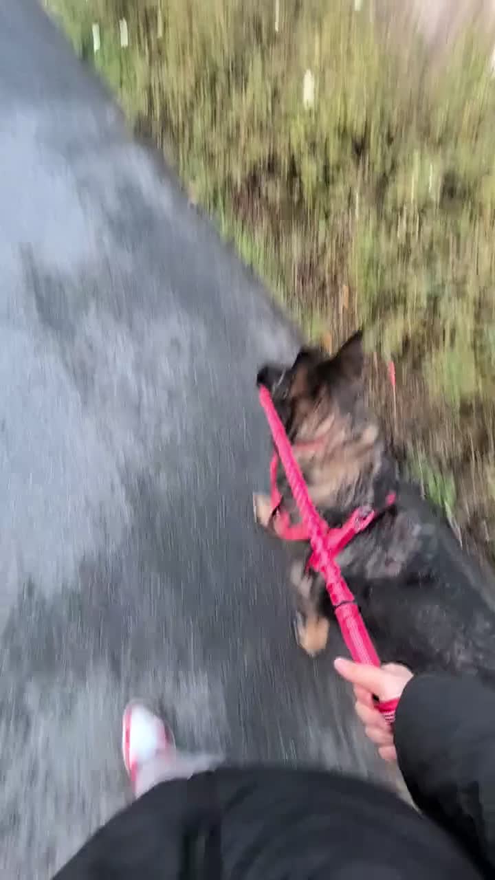 German Shepherd dogs for sale: Queenie 2 year old GS - Video 1