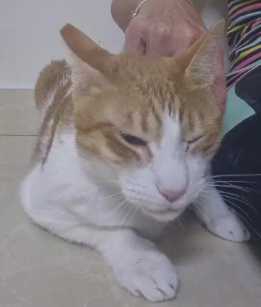 Arabian Mau cats for adoption: Timbit - Video 1