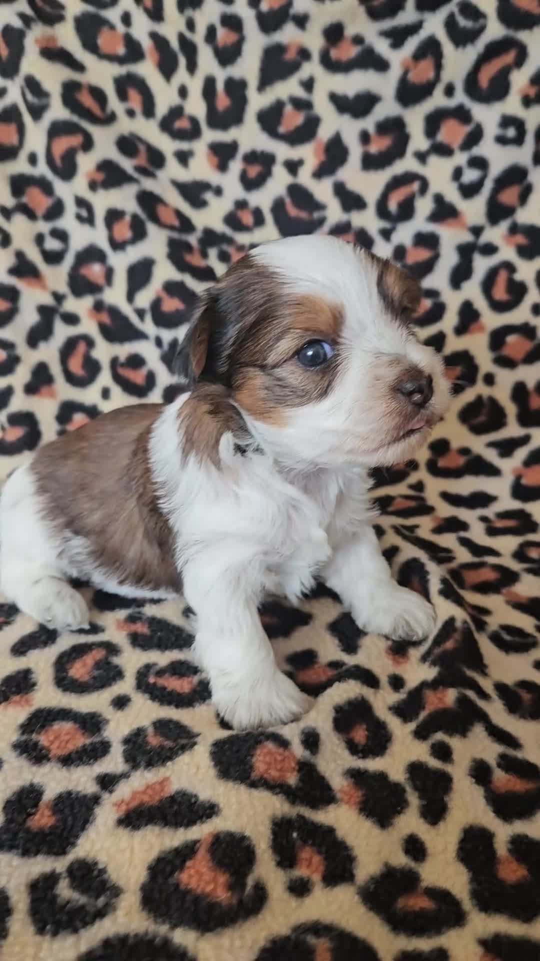 Yorkshire Terrier dogs for sale: DNA tested parents Biewer and Ocean Pearl puppies - Video 5