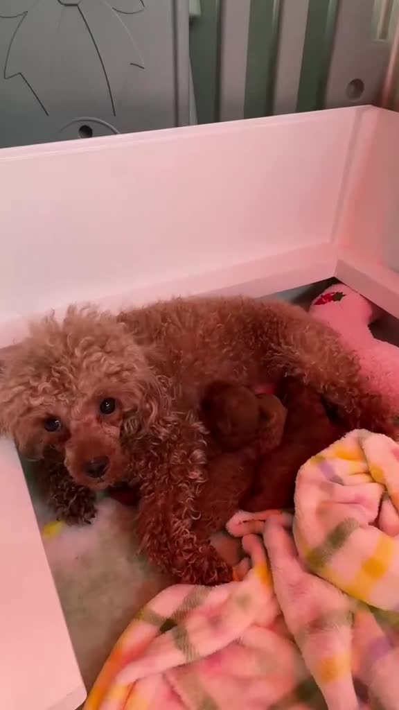 Toy Poodle dogs for sale: Kennel Club Reg.Red Toy Poodle DNA tested Parents  in Luton - Video 1