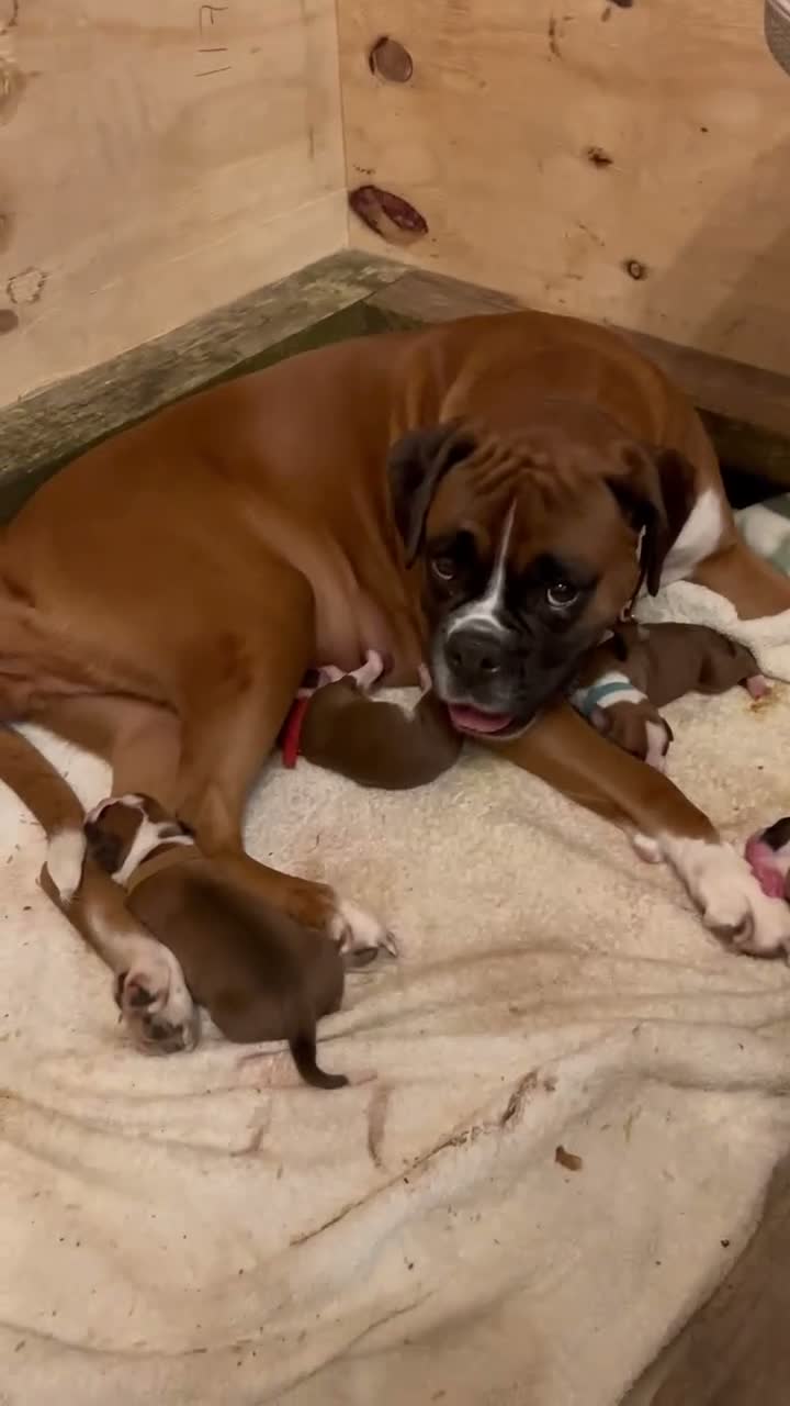 Boxer dogs for sale: Beautiful Boxer Puppies - long tailed boys/girls - Video 1