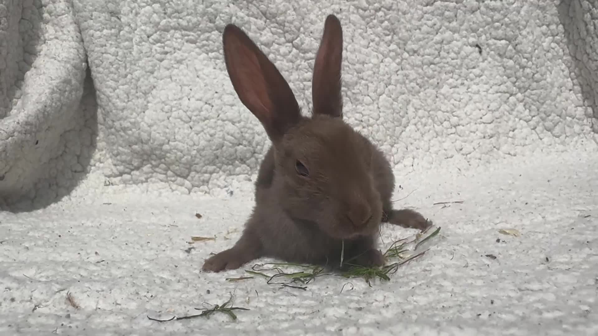 Rex rabbits for sale: STUNNING VIENNA MINI REX BABIES - Video 1