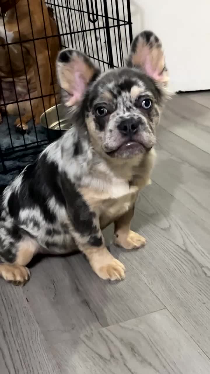 French Bulldog dogs for sale: Quality health clear fluffy French bulldogs  - Video 1