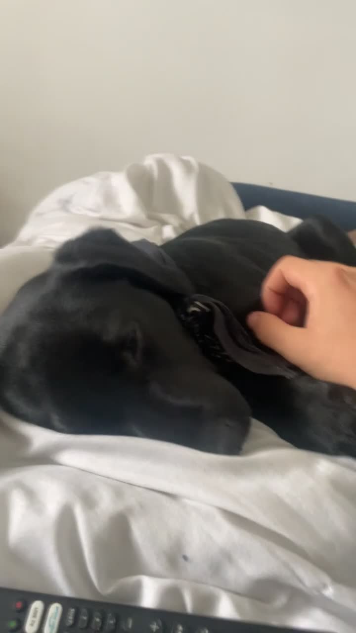 Labrador Retriever dogs for sale: Joey  - Video 1