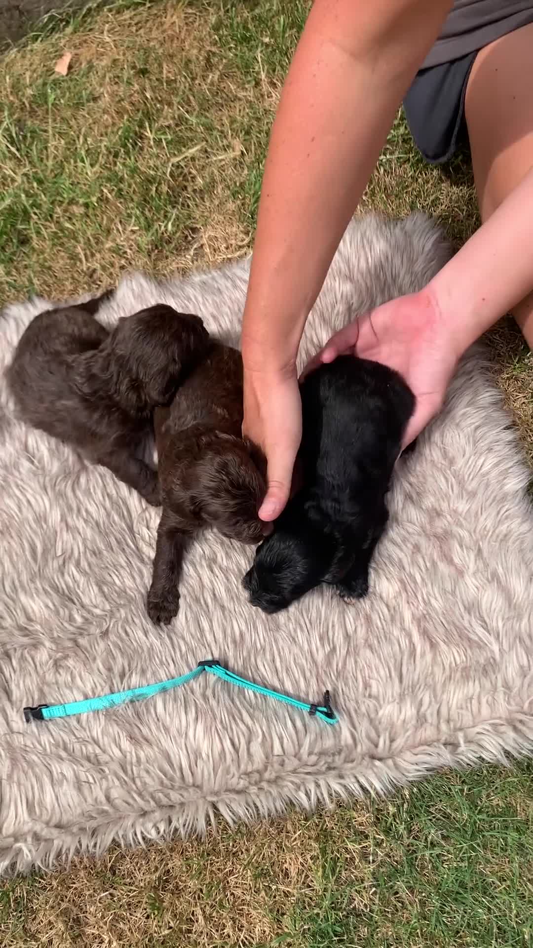Cockapoo dogs for sale: STUNNING F1 COCKAPOO PUPS 3GIRLS 5BOYS   in Shrewsbury - Video 1