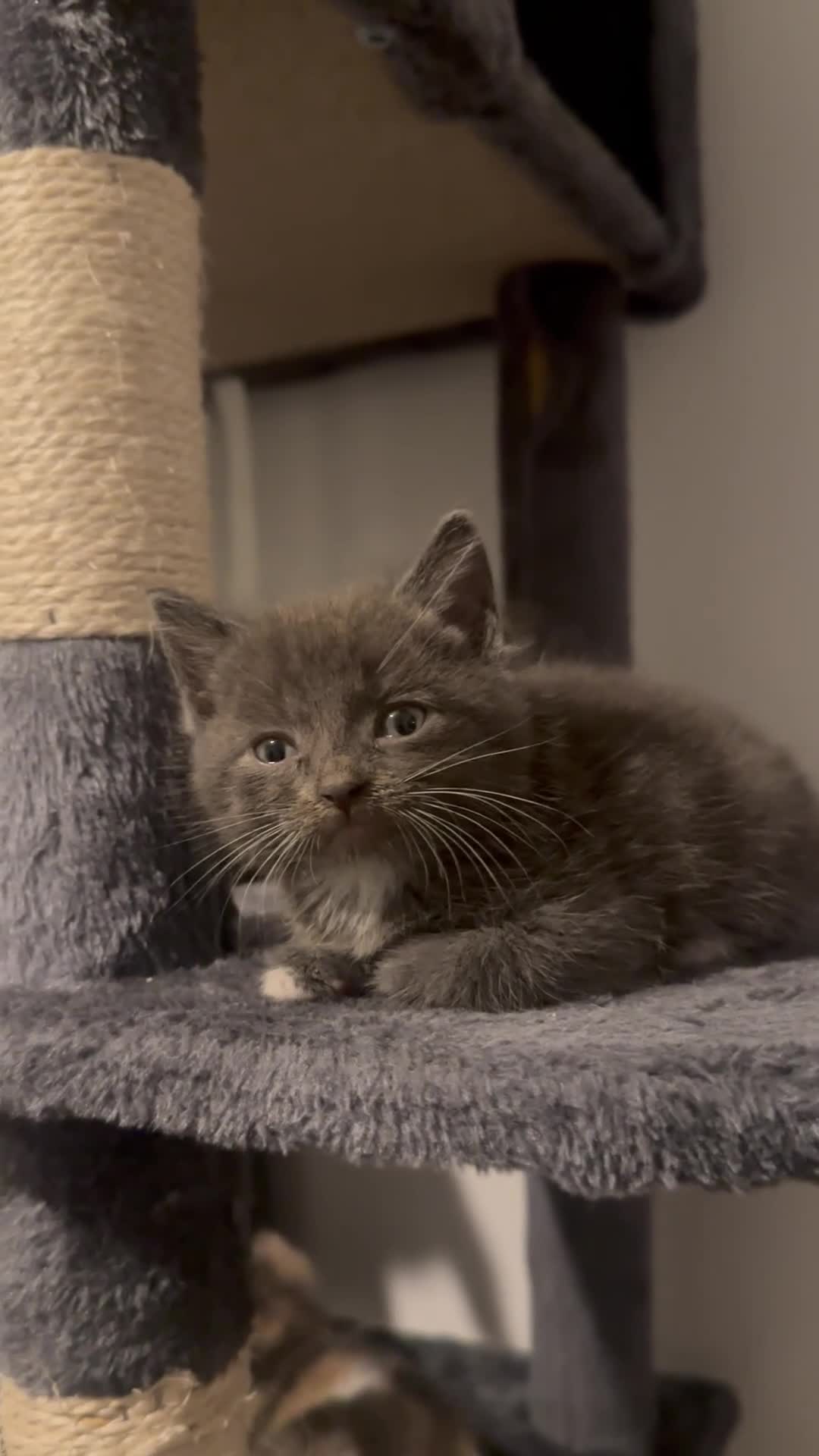 Mixed Breed cats for sale: 5 beautiful kittens - Video 3