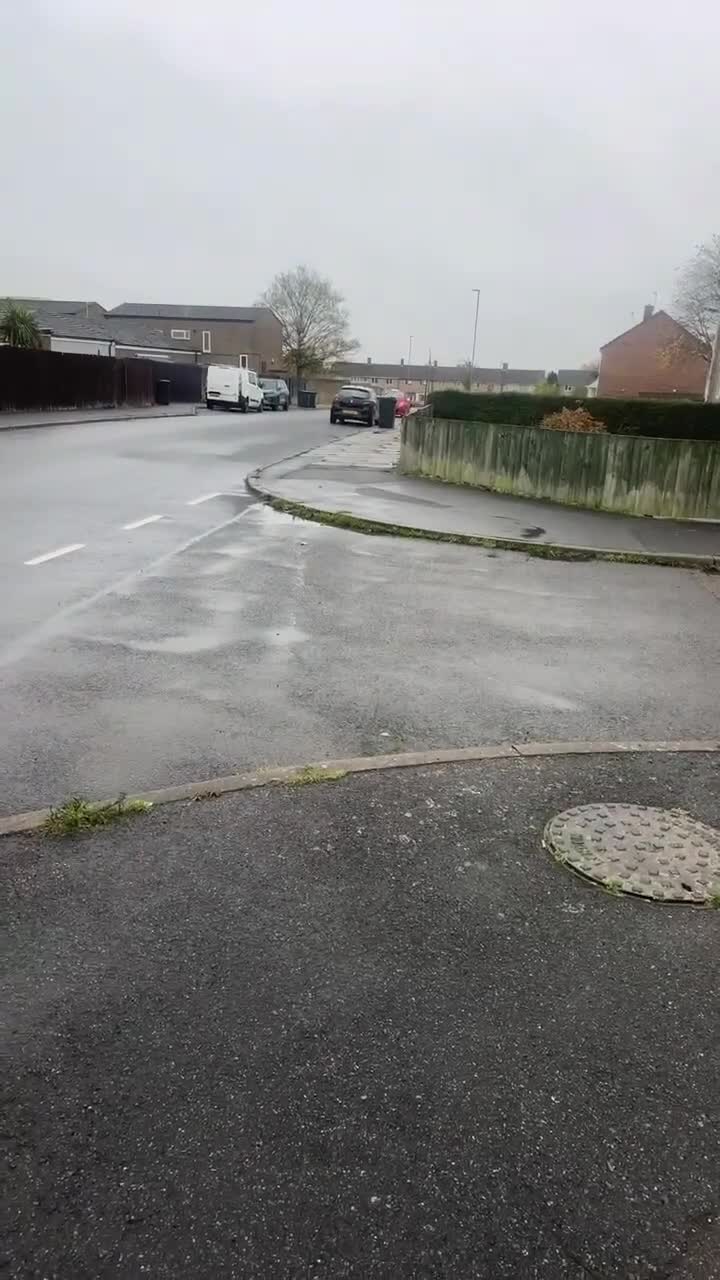 Belgian Shepherd Dog dogs for sale: Belgian Malinois is due before 5th of January - Video 1