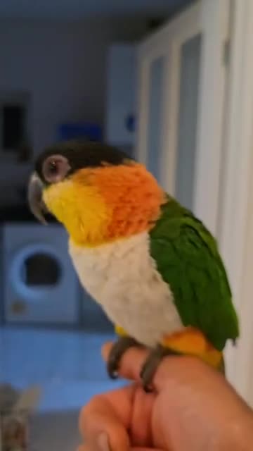 Parrots birds for sale: Caique parrots male and female  - Video 1