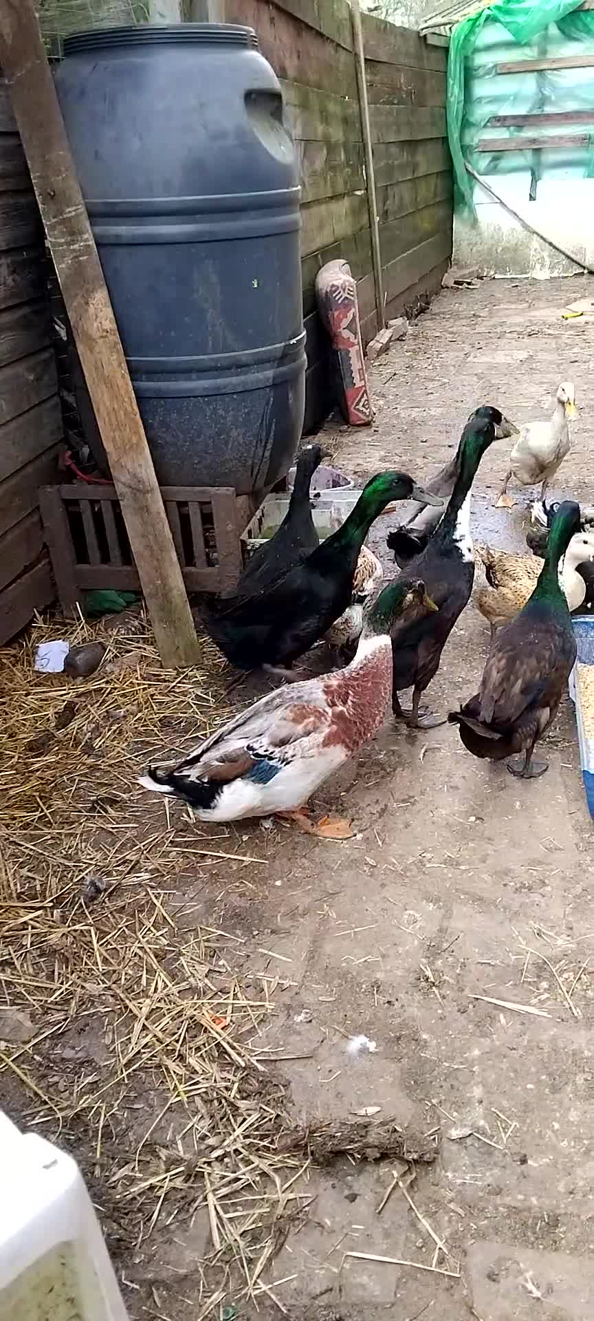 Ducks poultry for sale: Duck Pairs For Sell - Video 1