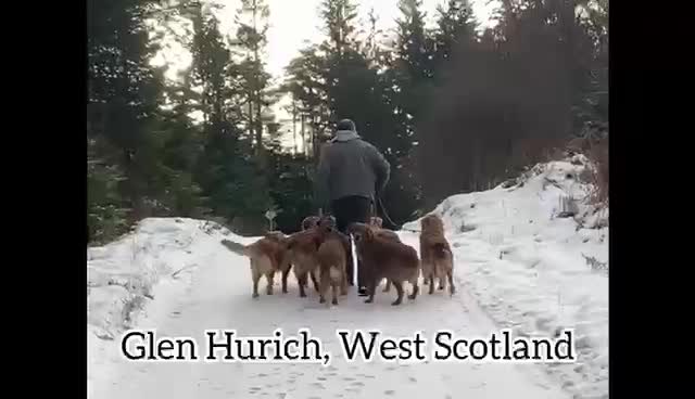 Golden Retriever dogs for sale: KC Reg Dark Red Golden Retriever-100% DNA Tested - Video 3